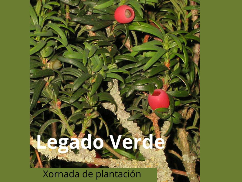 Xornada de plantación "Legado verde"